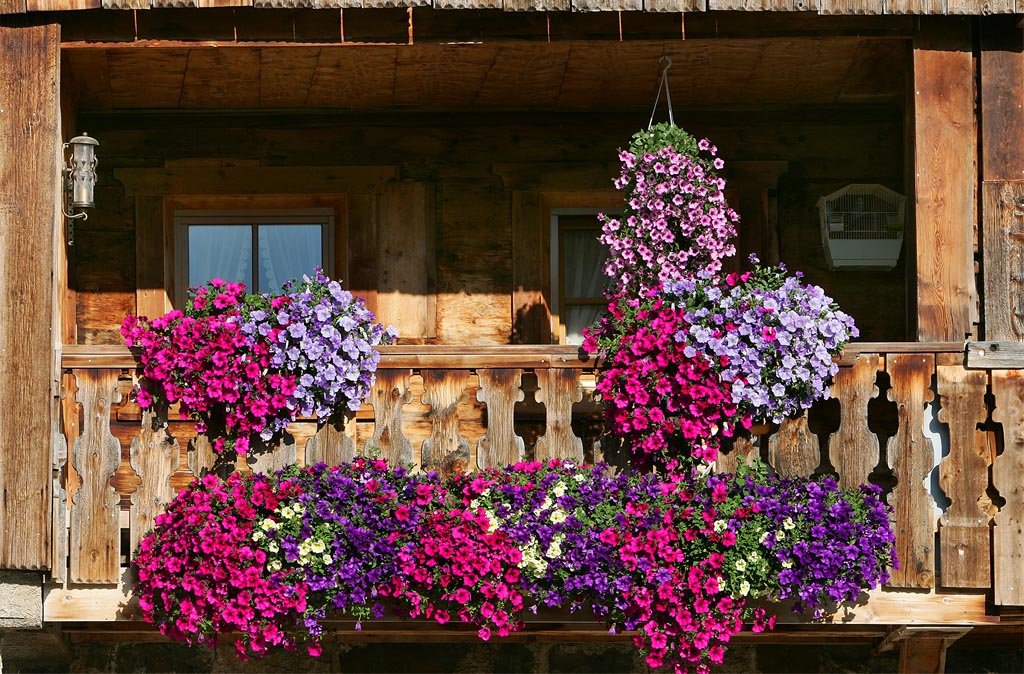 Holiday on a farm Plazola