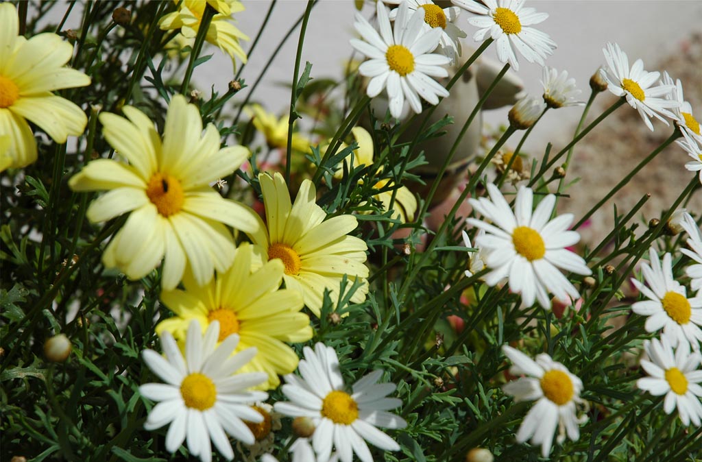 Fiori di montagna