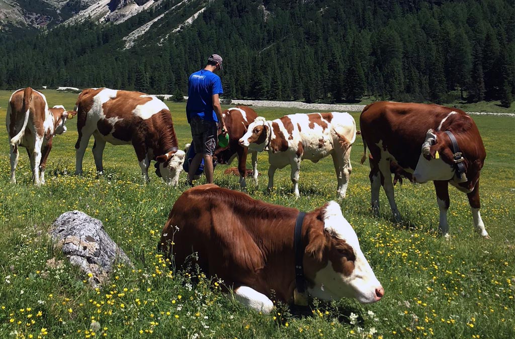 Kühe auf der Alm