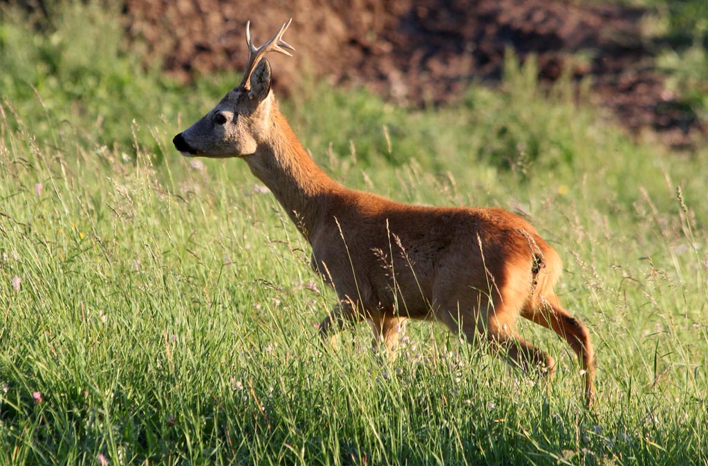 Capriolo nei boschi di Selva Gardena
