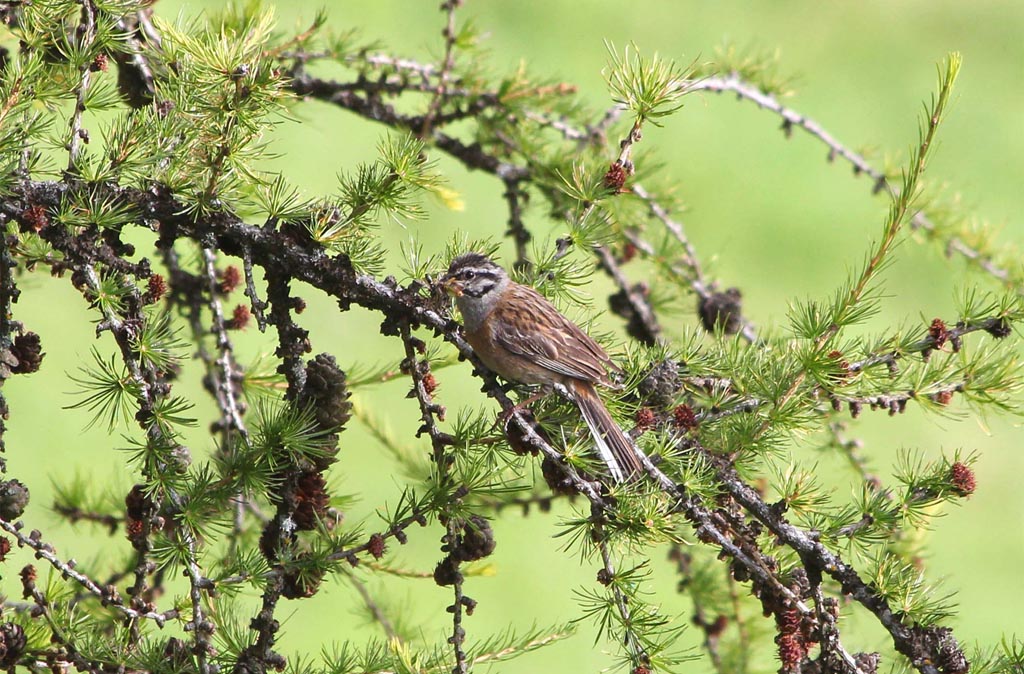 Emberiza in Val Gardena